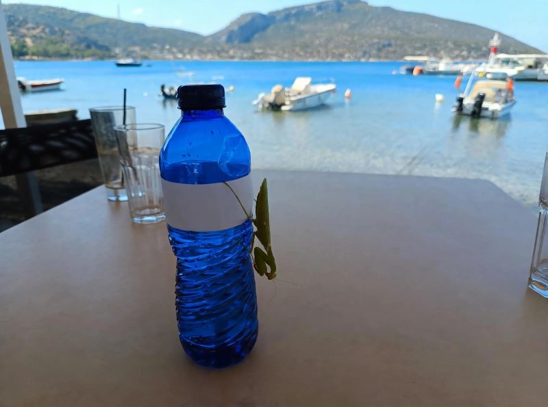 Για καφέ με το αλογάκι της Παναγίας