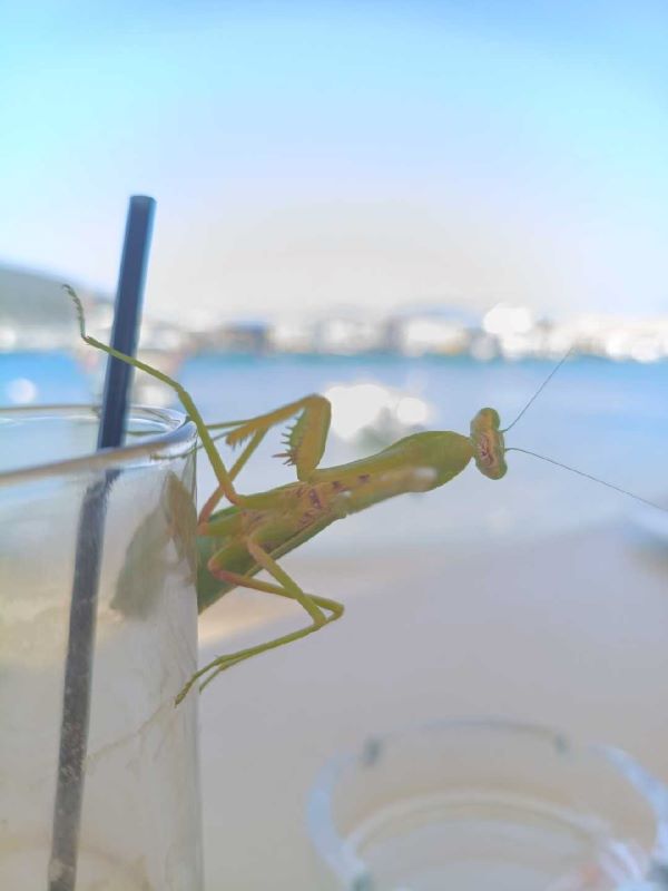mantis religiosa (photo credit @marlykon)