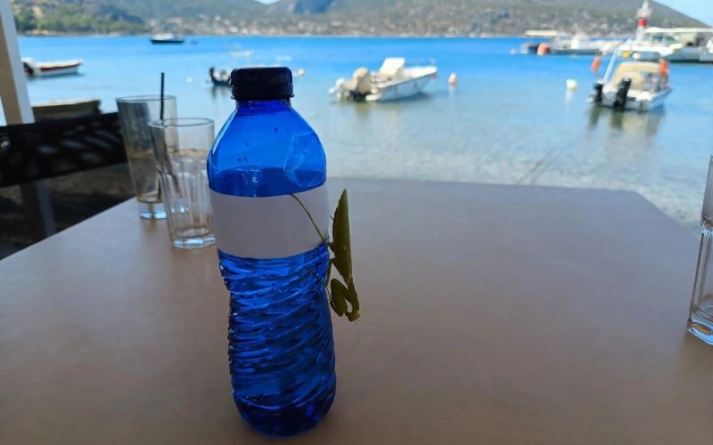 Για καφέ με το αλογάκι της Παναγίας