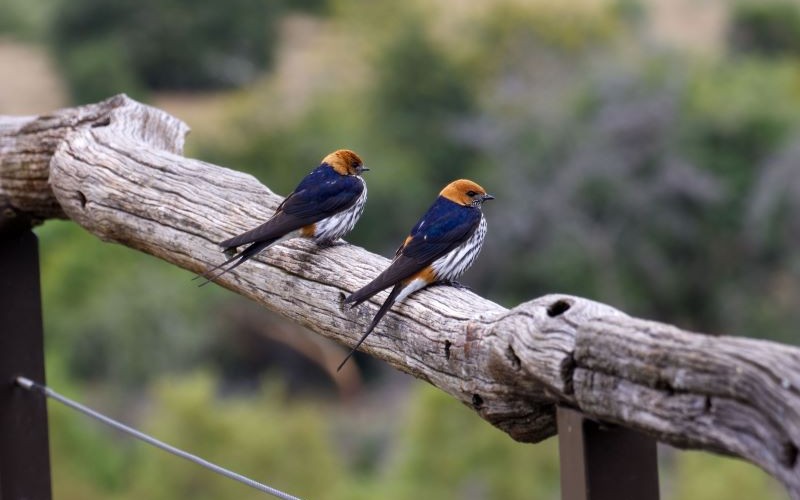 Swallows (Photo by Simon Hurry: https://www.pexels.com/photo/greater-striped-swallows-on-a-wooden-surface-7686523/) Χελιδόνι